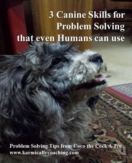 3 canine skills for problem solving