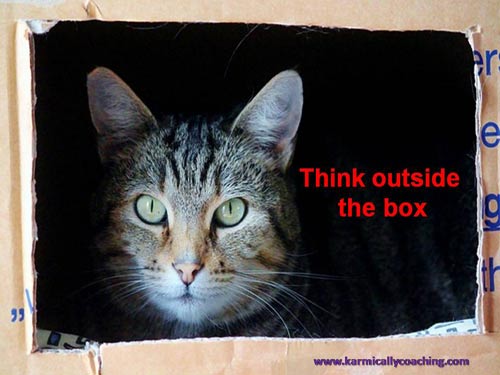 Cat thinking outside box
