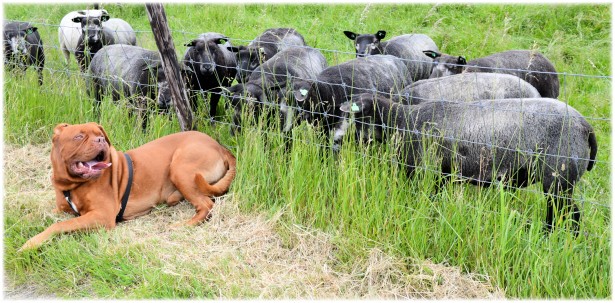Sheep rounded up by sheep dog