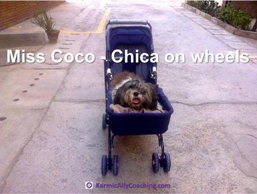 Coco gets her own baby pram