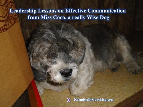 Miss Coco the Effective Communicating Canine