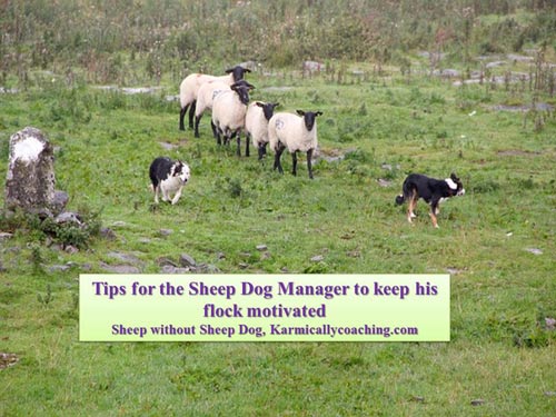 Tips for the sheep dog style corporate manager