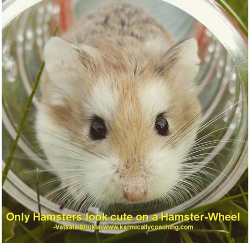 Only hamsters look cute in wheels Karmic Ally Coaching
